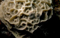 brain coral reef GIGA 2