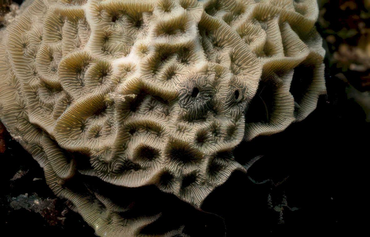 brain coral reef GIGA 2