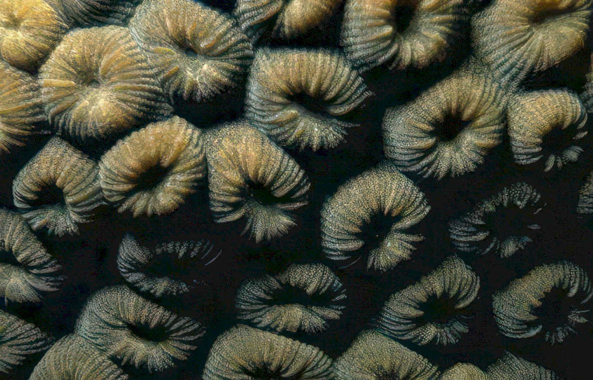 braincoral dense macro GIGA 2