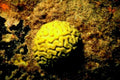 braincoral reef underwater1980s 1990s A4 Photo Print