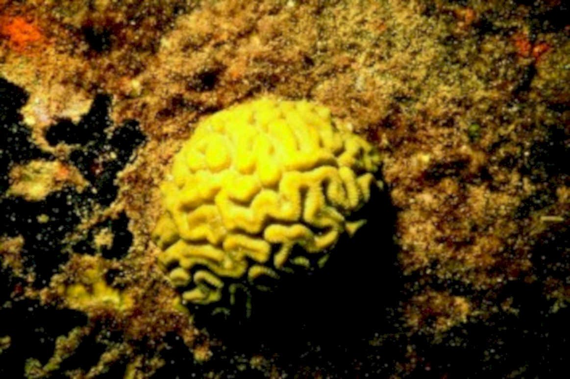 braincoral reef underwater1980s 1990s A4 Photo Print