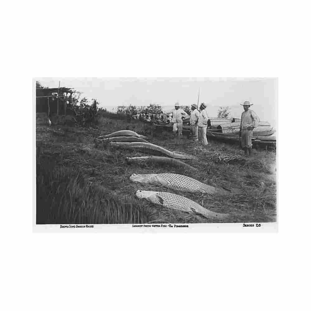 brasil brazil largest fresh water fish pirarara ed booth line amazon cruise Vintage A4 Photo Print