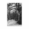 brasil brazil rio de janeiro jardim botanico ed a ribeiro 151 Vintage A4 Photo Print