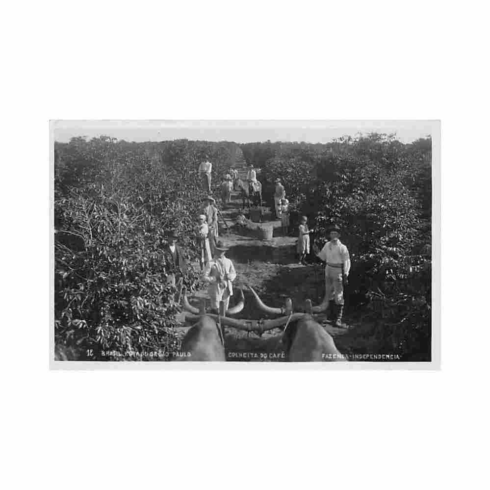 brasil est de sao paulo colheita do cafe fazenda independencia postal foto ed desconhecido18 Vintage A4 Photo Print