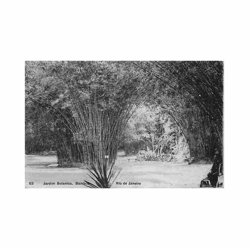 brasil rio de janeiro jardim botanico bambus ed a ribeiro 63 Vintage A4 Photo Print