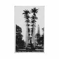 brasil rio de janeiro jardim botanico ed leonar 57 Vintage A4 Photo Print