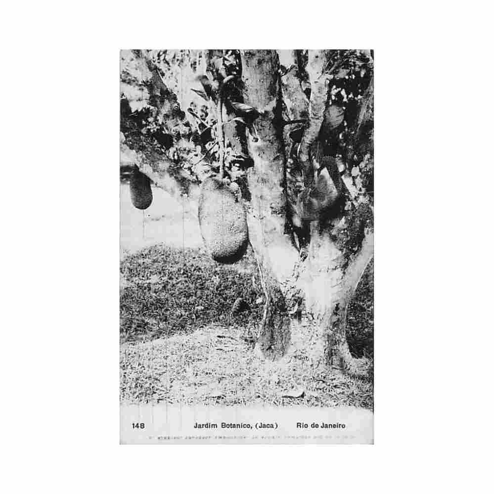 brasil rio de janeiro jardim botanico jaca ed a ribeiro 148 Vintage A4 Photo Print
