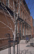 brick birch building 1980s 1990s A4 Photo Print