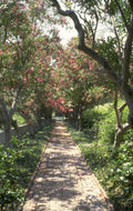 brick path trees 1 1980s 1990s A4 Photo Print