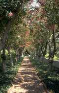 brick path trees 2 1980s 1990s A4 Photo Print