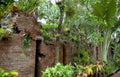 brick wall epiphytes Vintage A4 Photo Print