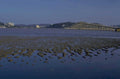 bridge tide rocks 1980s 1990s A4 Photo Print