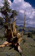 bristlecone pine wheeler 1 1980s 1990s A4 Photo Print