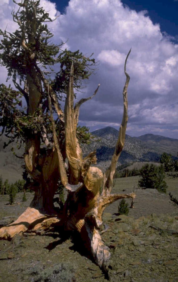 bristlecone pine wheeler 1 1980s 1990s A4 Photo Print