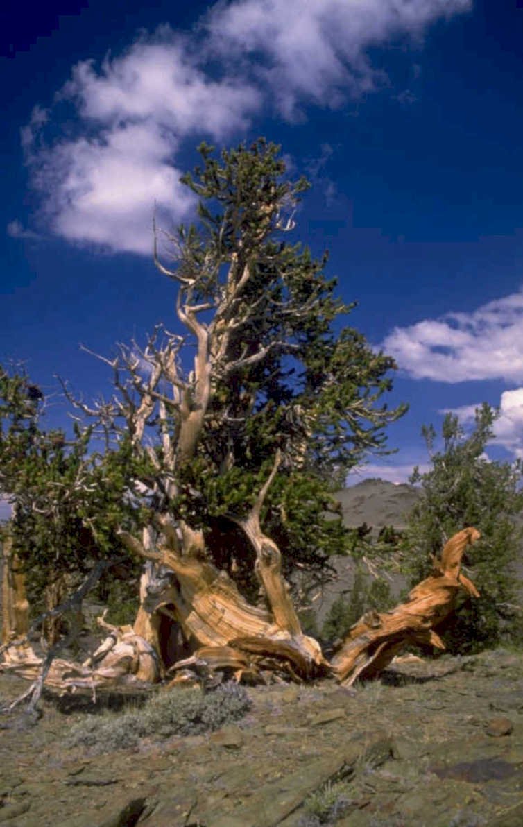 bristlecone pine wheeler 2 1980s 1990s A4 Photo Print
