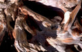 bristleconepine detail desert Vintage A4 Photo Print