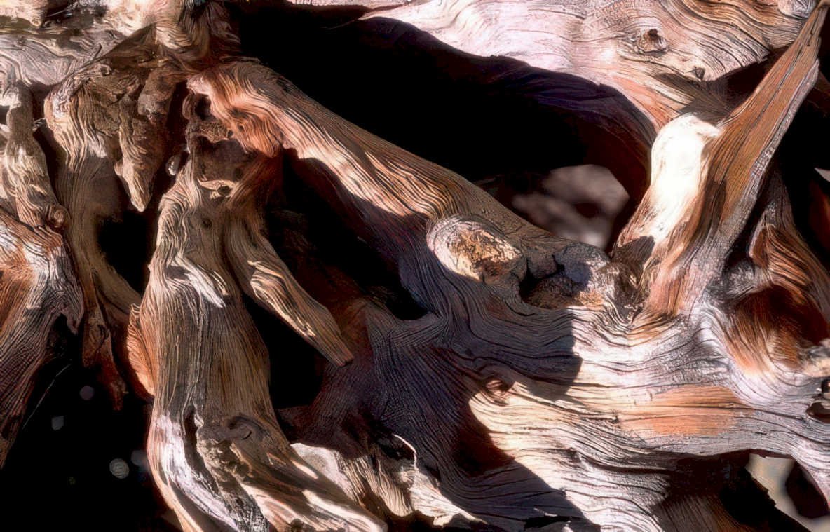 bristleconepine detail desert Vintage A4 Photo Print