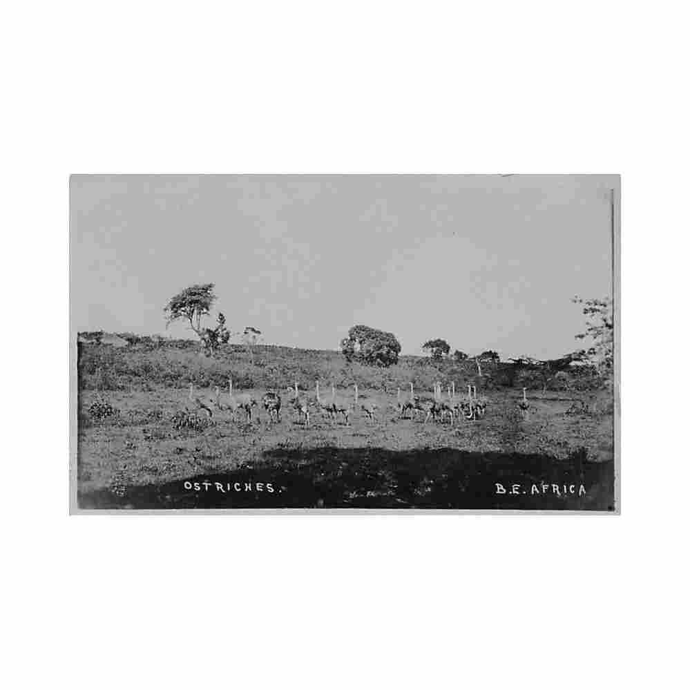 british east africa ostriches Vintage A4 Photo Print