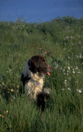 brittany spaniel buddy 1980s 1990s A4 Photo Print