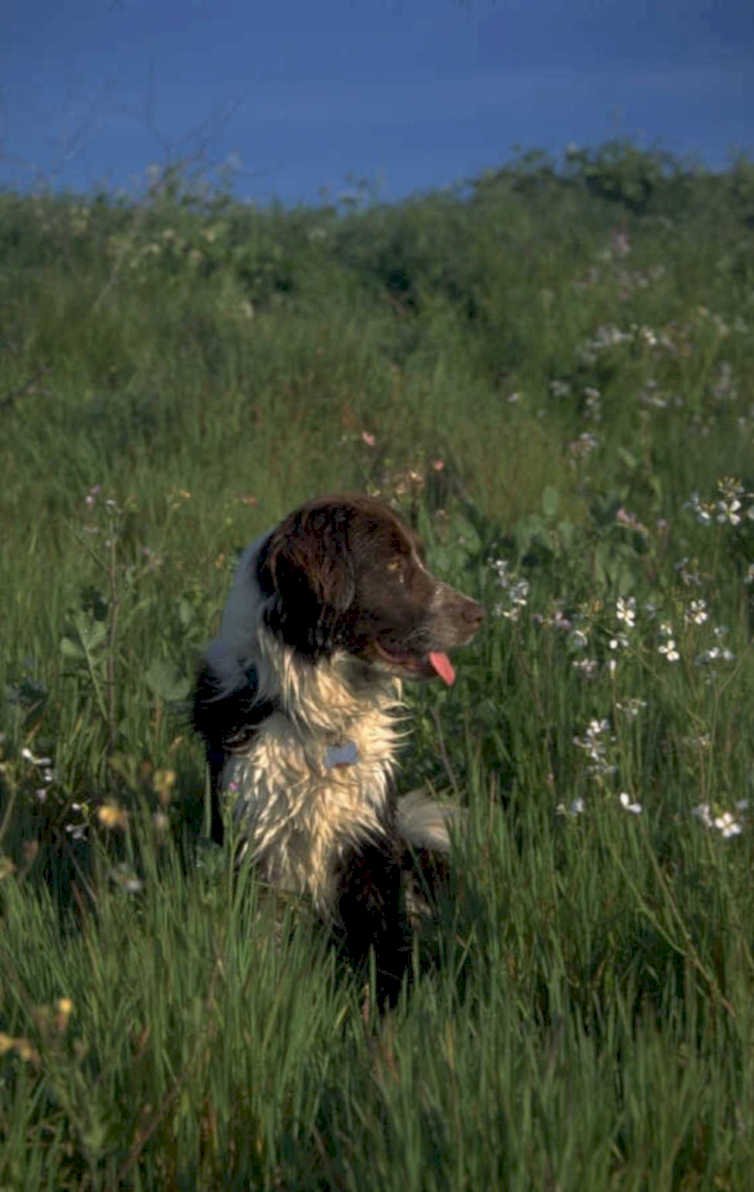 brittany spaniel buddy 1980s 1990s A4 Photo Print