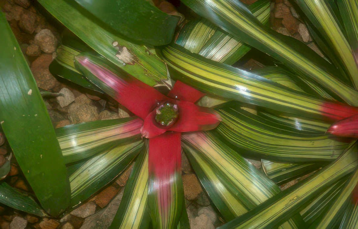 bromelia fire flash Vintage A4 Photo Print