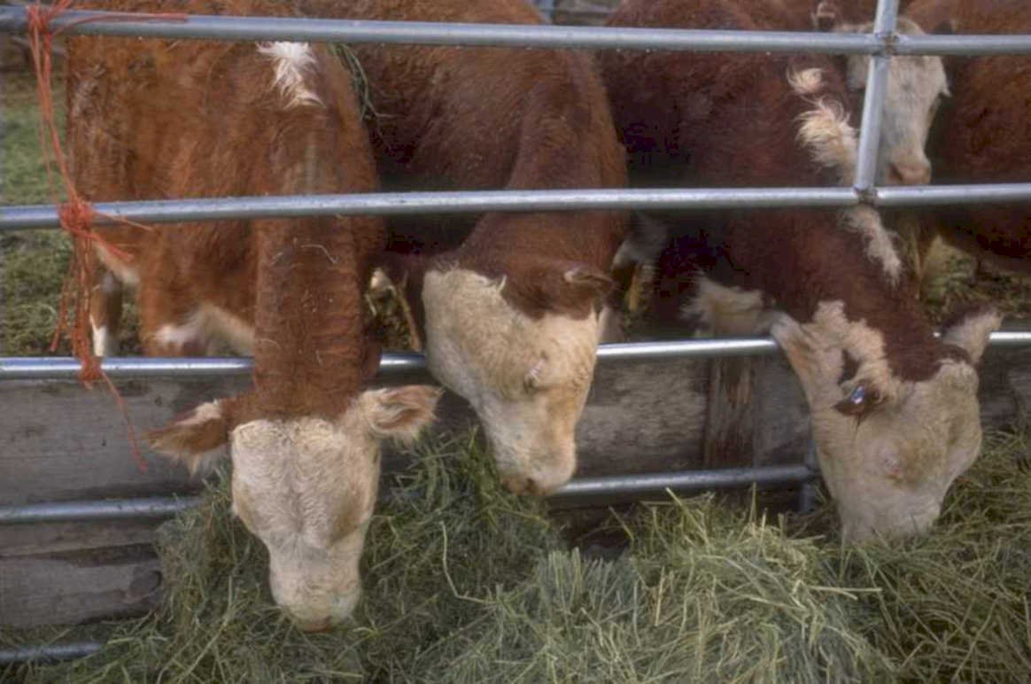 brown angus cows 1980s 1990s A4 Photo Print
