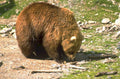 brown bear alaska 1980s 1990s A4 Photo Print