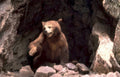 brown bear cave Vintage A4 Photo Print