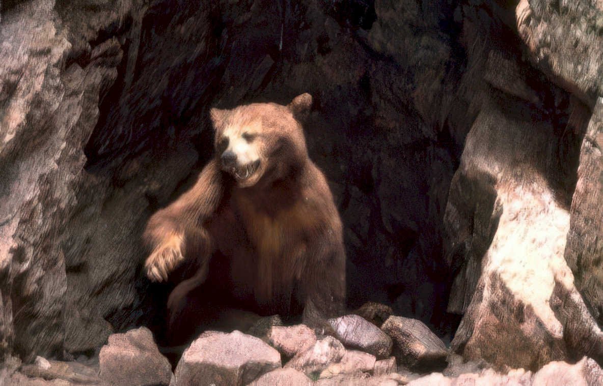 brown bear cave Vintage A4 Photo Print