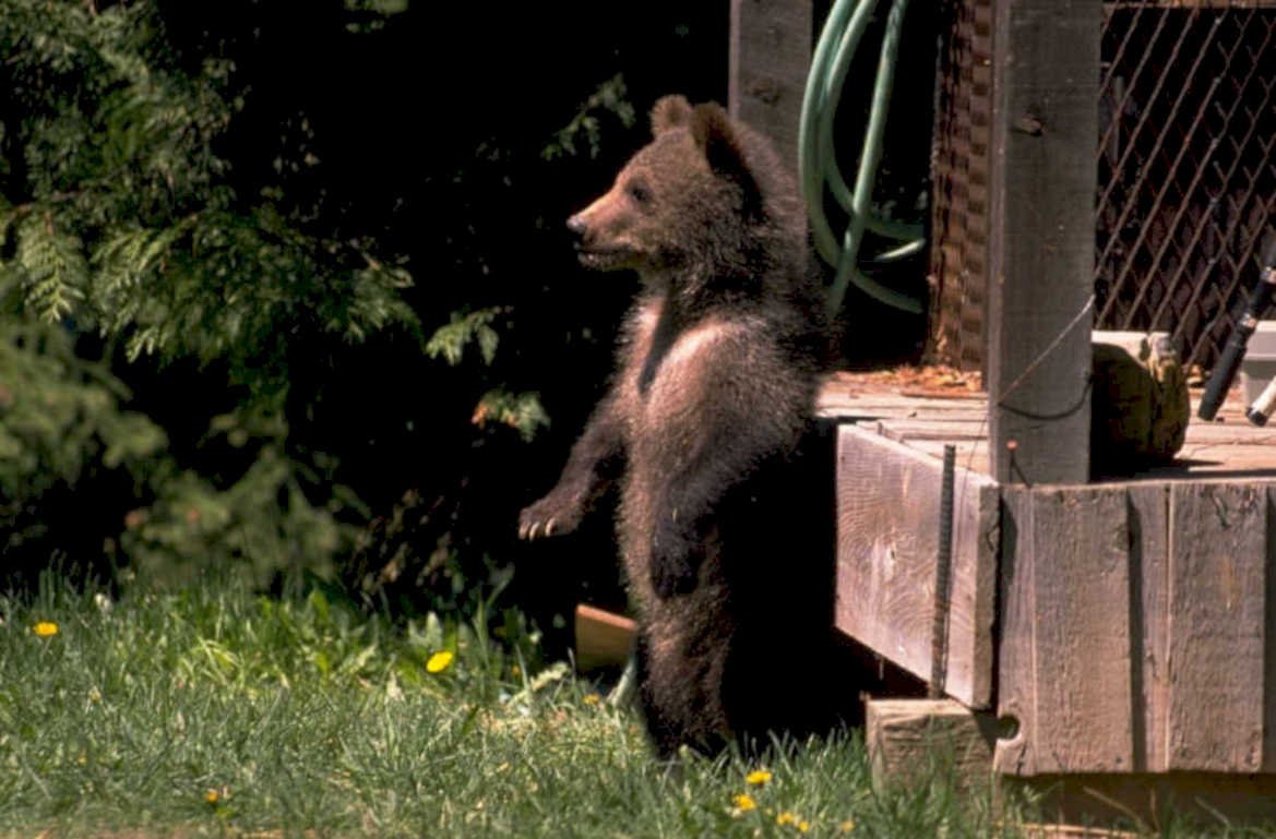 brown bear cub 1 1980s 1990s A4 Photo Print