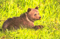 brown bear cub 1980s 1990s A4 Photo Print