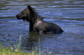 brown bear cub 2 1980s 1990s A4 Photo Print