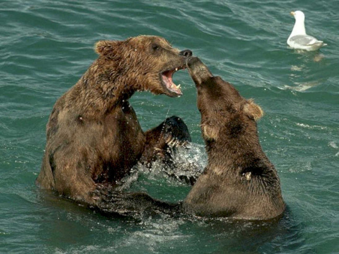 brown bear fight1980s 1990s A4 Photo Print