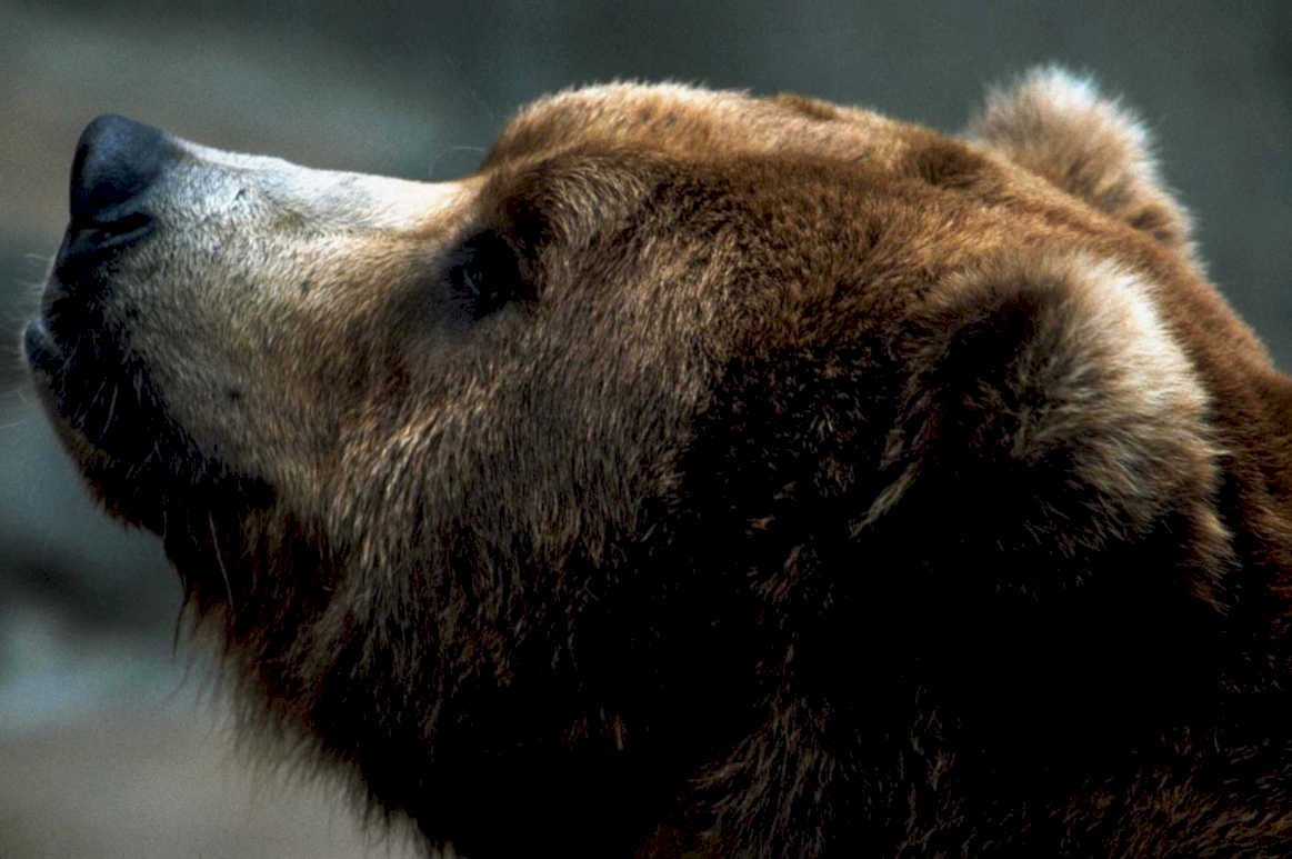 brown bear headshot1980s 1990s A4 Photo Print