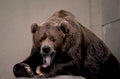 brown bear portrait 1980s 1990s A4 Photo Print