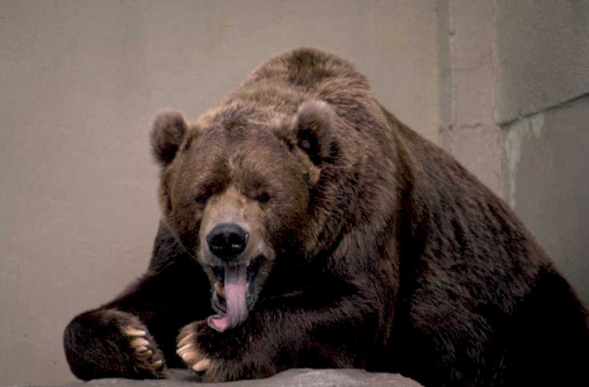 brown bear portrait 1980s 1990s A4 Photo Print
