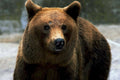 brown bear portrait1980s 1990s A4 Photo Print
