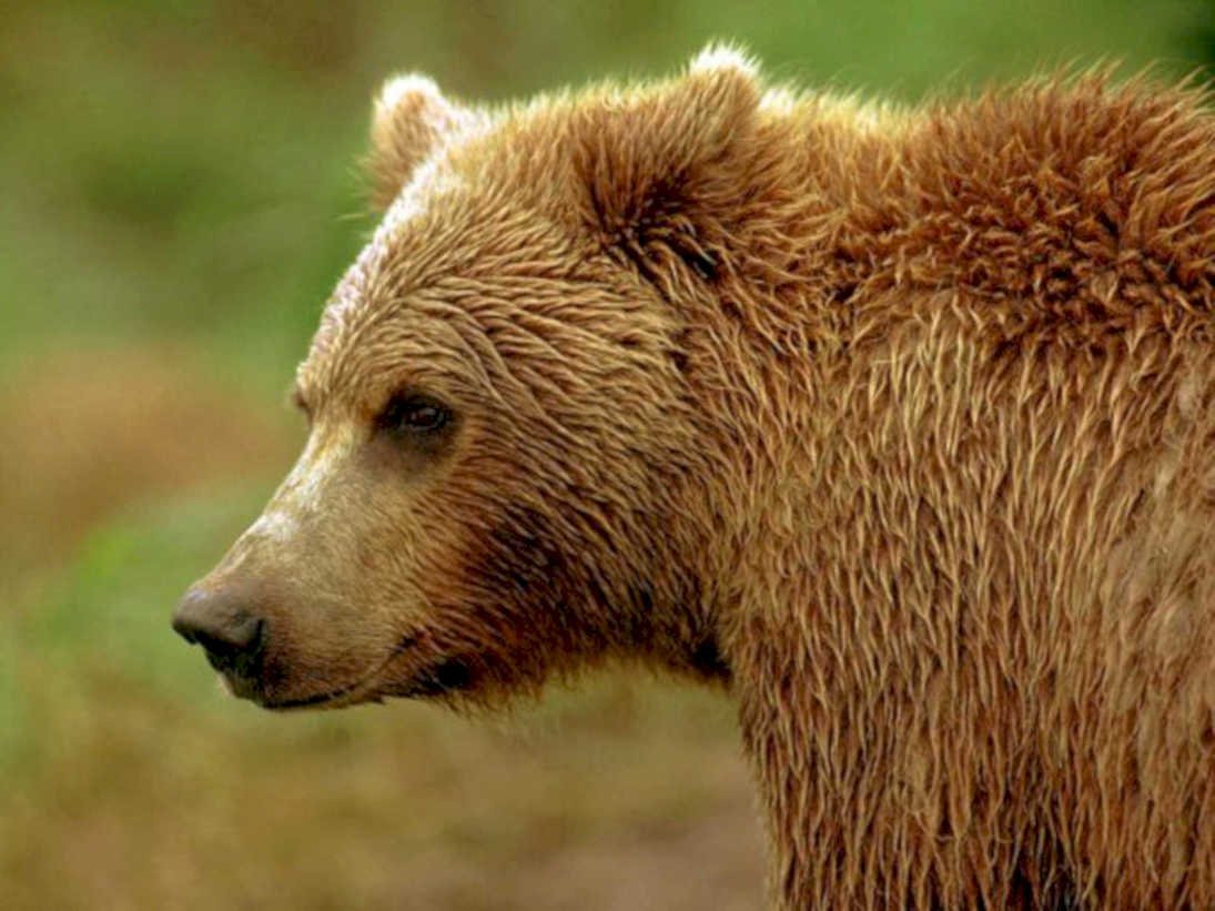 brown bear profile1980s 1990s A4 Photo Print