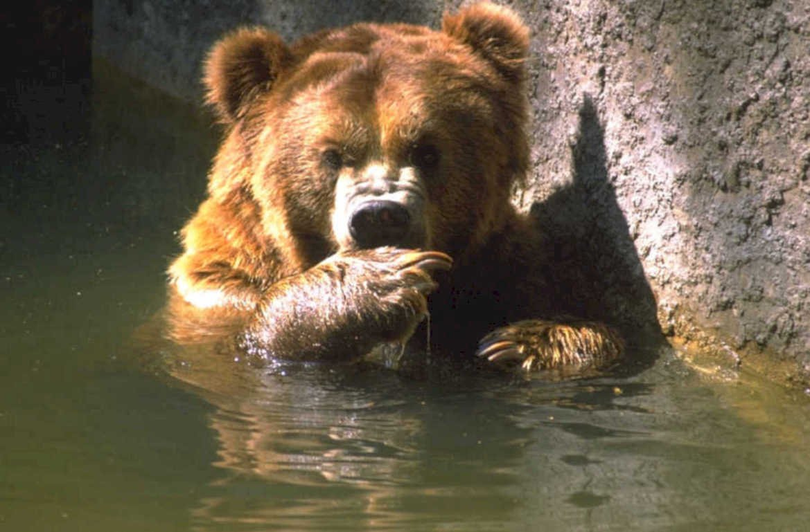 brown bear river 1 1980s 1990s A4 Photo Print