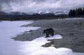 brown bear river 2 1980s 1990s A4 Photo Print