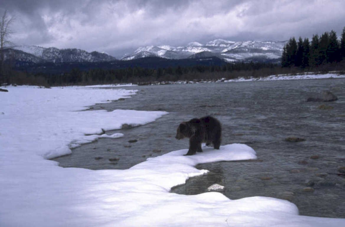 brown bear river 2 1980s 1990s A4 Photo Print