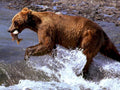 brown bear salmon 11980s 1990s A4 Photo Print