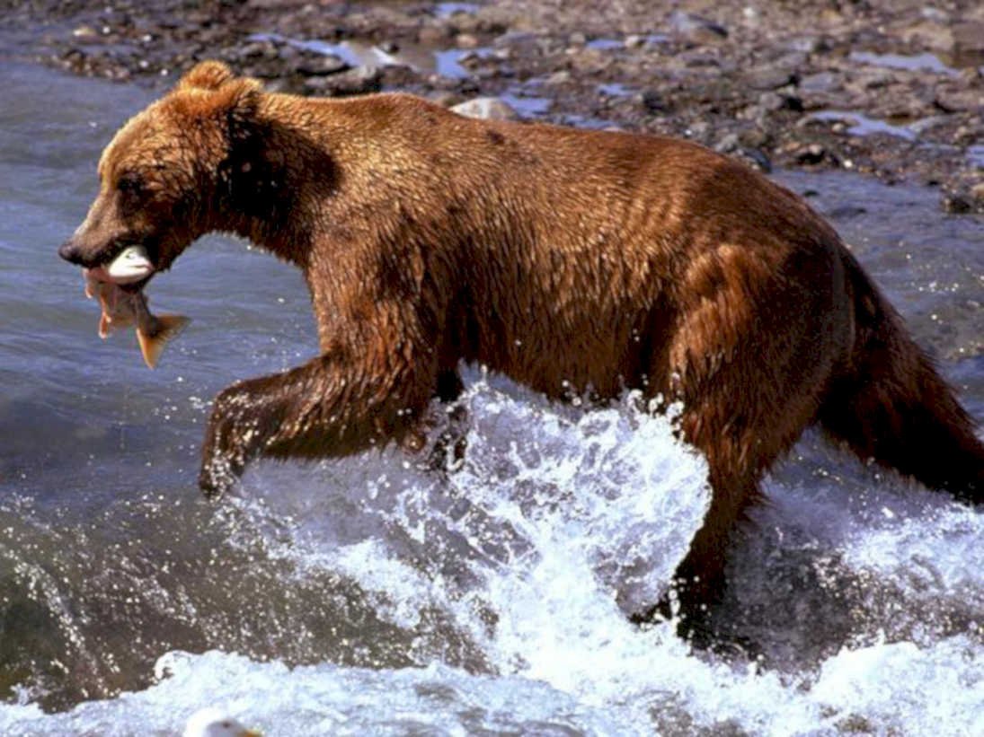 brown bear salmon 11980s 1990s A4 Photo Print