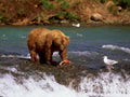 brown bear salmon 21980s 1990s A4 Photo Print