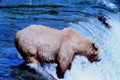 brown bear salmon 31980s 1990s A4 Photo Print