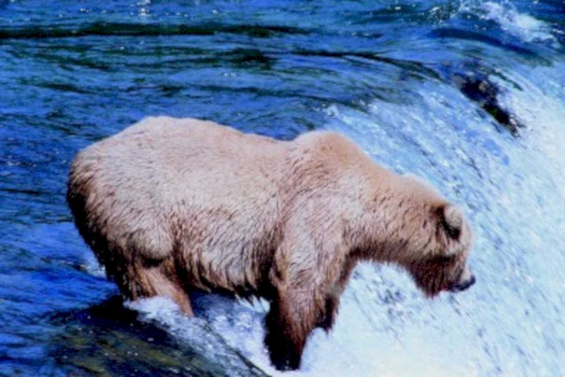 brown bear salmon 31980s 1990s A4 Photo Print