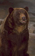 brown bear shoreline 1980s 1990s A4 Photo Print