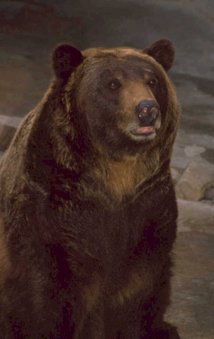 brown bear shoreline 1980s 1990s A4 Photo Print