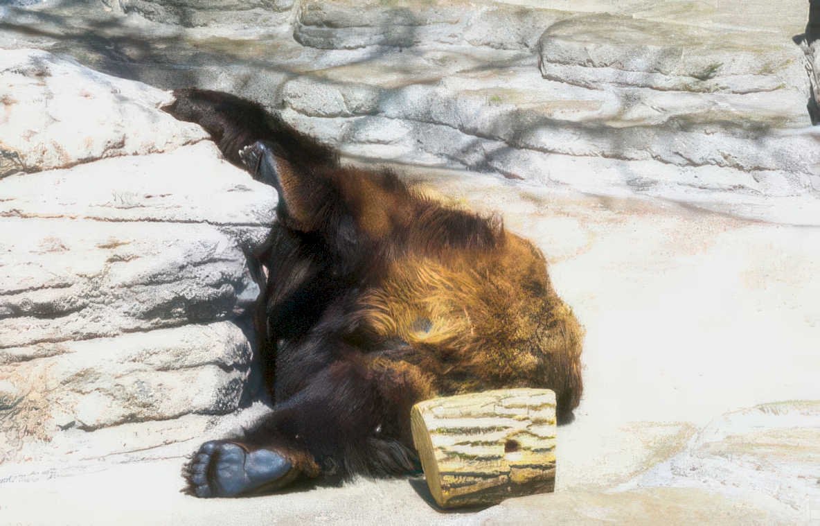 brown bear sleep Vintage A4 Photo Print