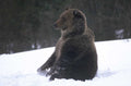 brown bear snow 1980s 1990s A4 Photo Print